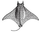 Mobula tarapacana_dibujo.jpg